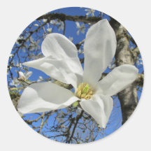 Weiße Magnolia-Blume in Bäumen.
