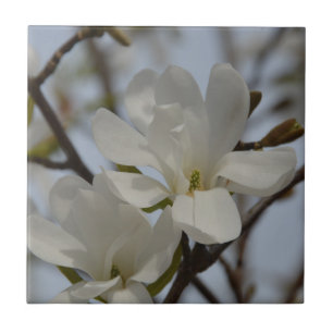 Weiße Magnolie Blühen im Frühling Fliese
