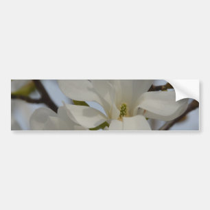Weiße Magnolie blüht im Frühling Autoaufkleber