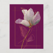 Weiße Magnolie Goldlinien Magenta