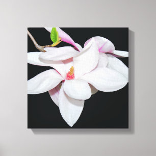 Weiße Magnolie Leinwanddruck
