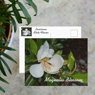 Weiße Magnolie Louisiana Staatsblume Fotografie Postkarte