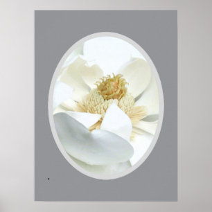                          Weiße Magnolie            Poster
