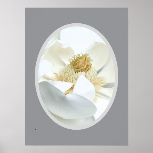 Weiße Magnolie Poster (Vorne)