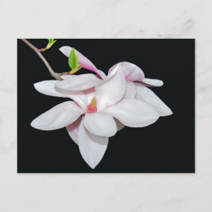 Weiße Magnolie Postkarte