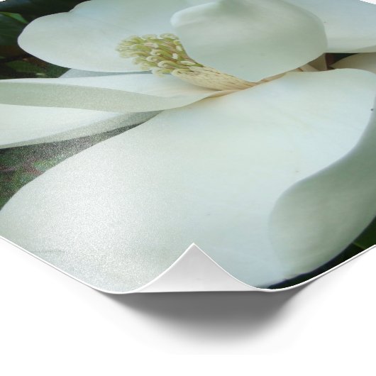 Weiße Magnolien blühen große Blätter Fotodruck (Ecke)