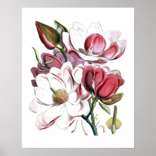 Weiße Magnolien-Blüten-Vintage-illustration Poster