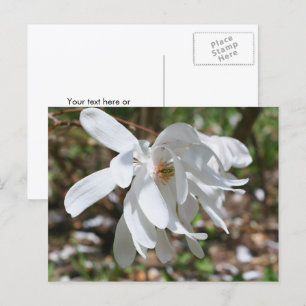 Weiße Magnolienblüte Personalisiert Postkarte