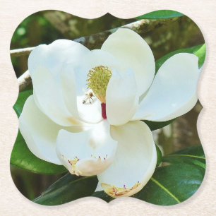 Weiße Magnolienblüte Untersetzer