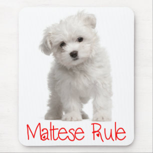 Weiße malteser Welpen-Mauspad Mousepad