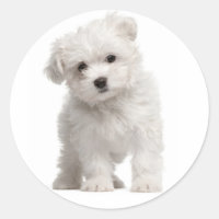 Weiße maltesische Hundeklemme / Etikett