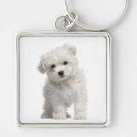 Weiße maltesische Welpen-Hunde-Liebe Custom Schlüs