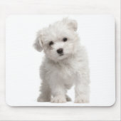 Weiße maltesische Welpenpolster Mousepad (Vorne)