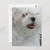 Weiße maltesische Welpenpostkarte Postkarte (Vorne/Hinten)