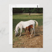 Weiße Mare mit Kastanienfohlen Postkarte (Vorne/Hinten)