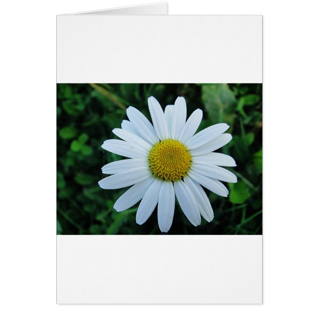 Weisse Margerite (Vorne)