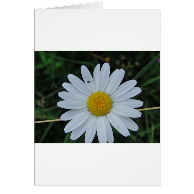 Weisse Margerite auf Stäbchen (Vorne)