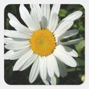weiße Margerite Blume Quadratischer Aufkleber