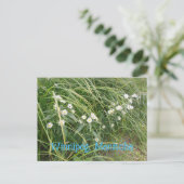 Weiße Margeriten Postkarte (Stehend Vorderseite)
