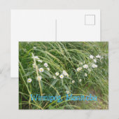 Weiße Margeriten Postkarte (Vorne/Hinten)