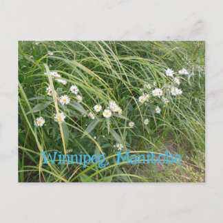 Weiße Margeriten Postkarte