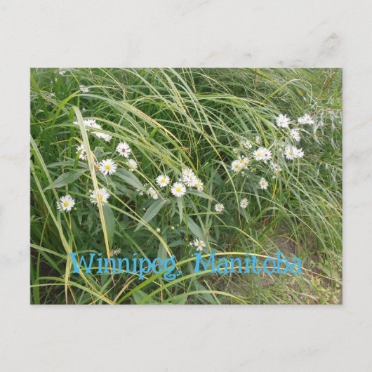 Weiße Margeriten Postkarte (Vorderseite)