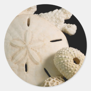 Weiße Meeresmuscheln und Sand-Dollar Runder Aufkleber