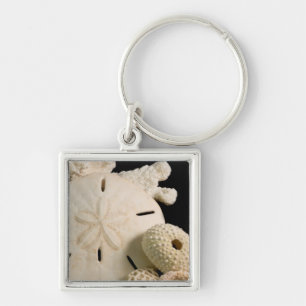 Weiße Meeresmuscheln und Sand-Dollar Schlüsselanhänger