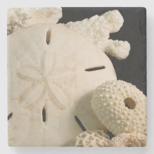 Weiße Meeresmuscheln und Sand-Dollar Steinuntersetzer
