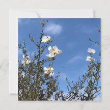 Weiße Mohnblumen gegen den Himmel Grußkarte