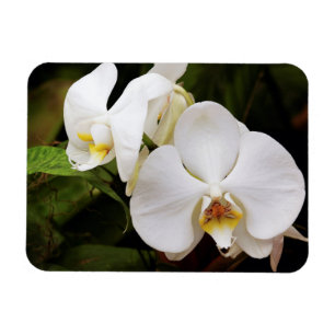 Weiße Mond-Orchidee (Phalaenopsis Aphrodite) Magnet