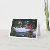 Weiße Moskauer Ente Karte (Vorderseite)