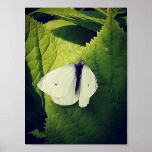 Weiße Motte. Poster (Vorne)