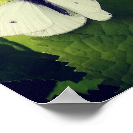 Weiße Motte. Poster (Ecke)