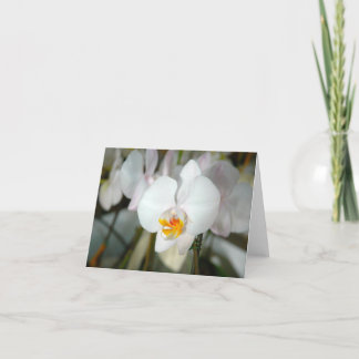 Weiße Motten-Orchideen-Karte Karte