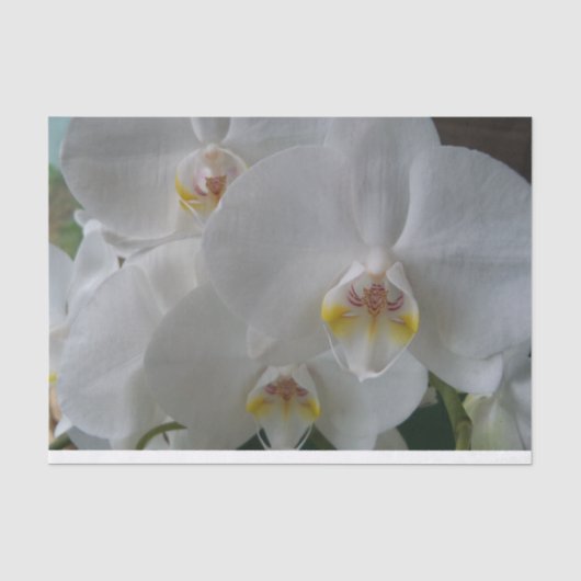 Weiße Mottenorchideen auf Papiertaschentuch Seidenpapier (Vorderseite)