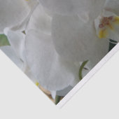 Weiße Mottenorchideen auf Papiertaschentuch Seidenpapier (Ausschnitt)
