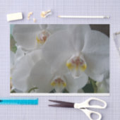Weiße Mottenorchideen auf Papiertaschentuch Seidenpapier (Handwerk)