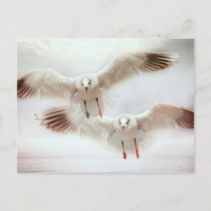 Weiße Möwen im Flug Postkarte