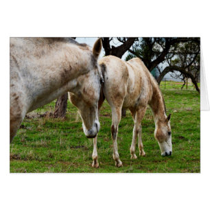 Weiße Muddy-Pferde,