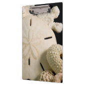 Weiße Muscheln und Sand Dollar Klemmbrett (Links)