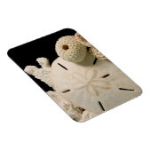 Weiße Muscheln und Sand Dollar Magnet (Rechte Seite)