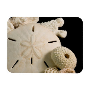 Weiße Muscheln und Sand Dollar Magnet