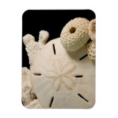 Weiße Muscheln und Sand Dollar Magnet (Vertikal)