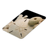 Weiße Muscheln und Sand Dollar Magnet (Linke Seite)