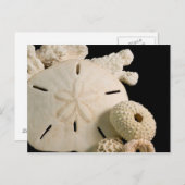 Weiße Muscheln und Sand Dollar Postkarte (Vorne/Hinten)