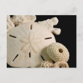 Weiße Muscheln und Sand Dollar Postkarte (Vorderseite)