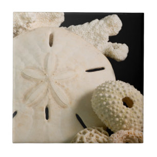 Weiße Muscheln und Sanddollar Fliese