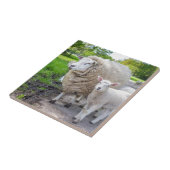 Weiße Mutterschafe und -lamm stehend auf Straße Fliese (Seite)