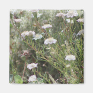 Weiße Nadelkissen-Wildblumen Digitale Aquarellmale Magnet